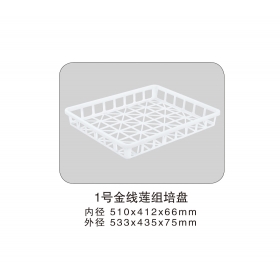 1號金線蓮組培盤